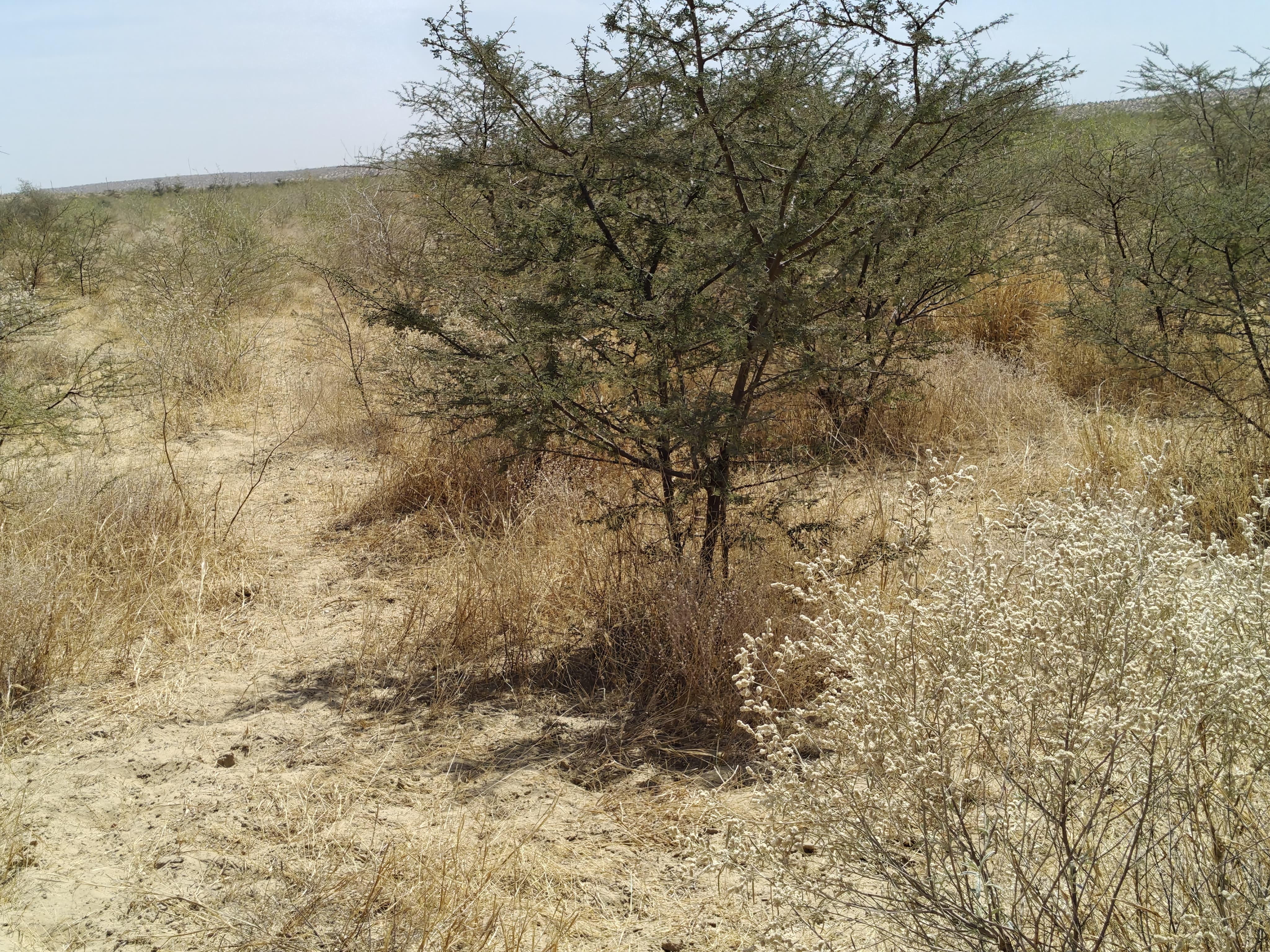Compensatory Afforestation